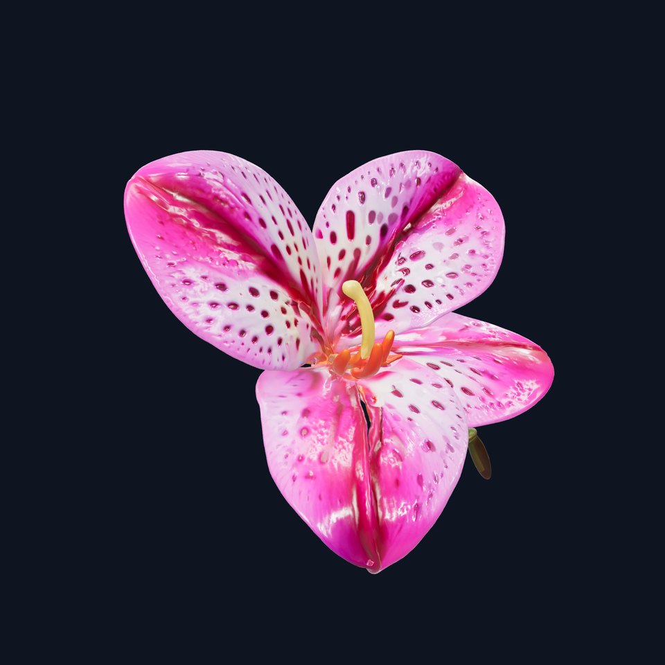 Vanda Orchid Flower Spot Pattern model pack